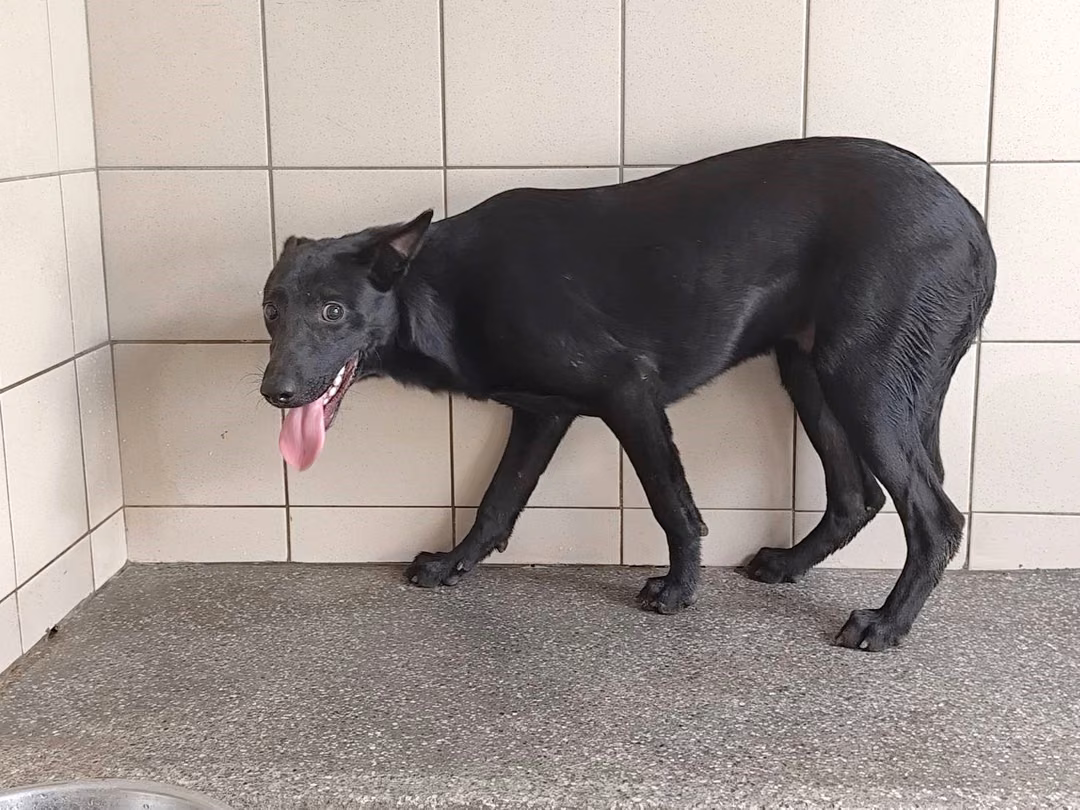 The dog, from the shelter's listing