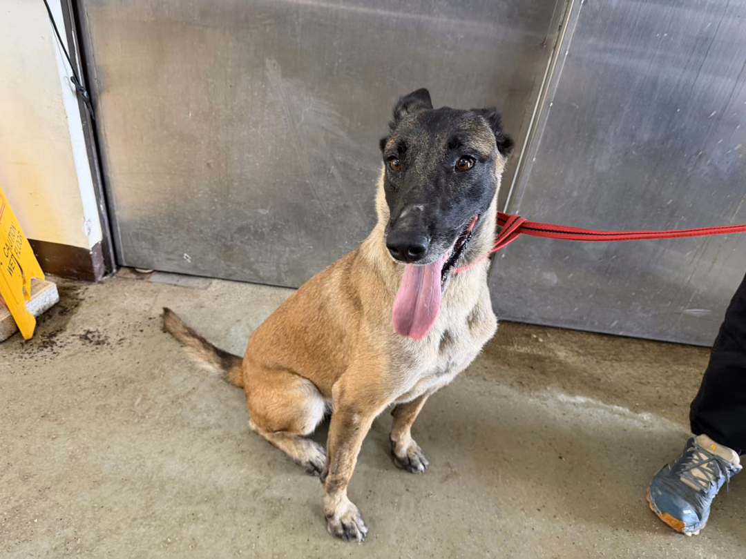 The dog, from the shelter's listing