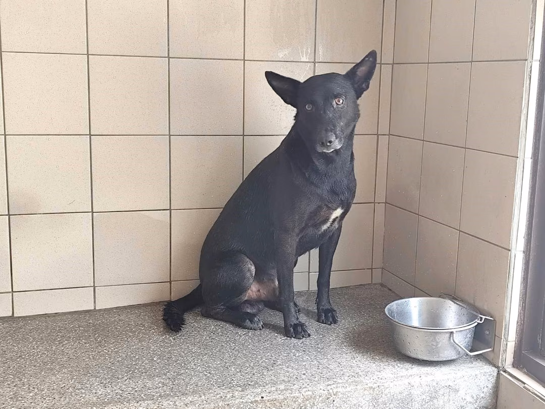 The dog, from the shelter's listing