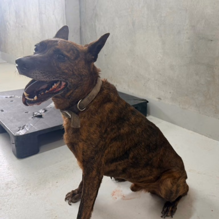 The dog, from the shelter's listing