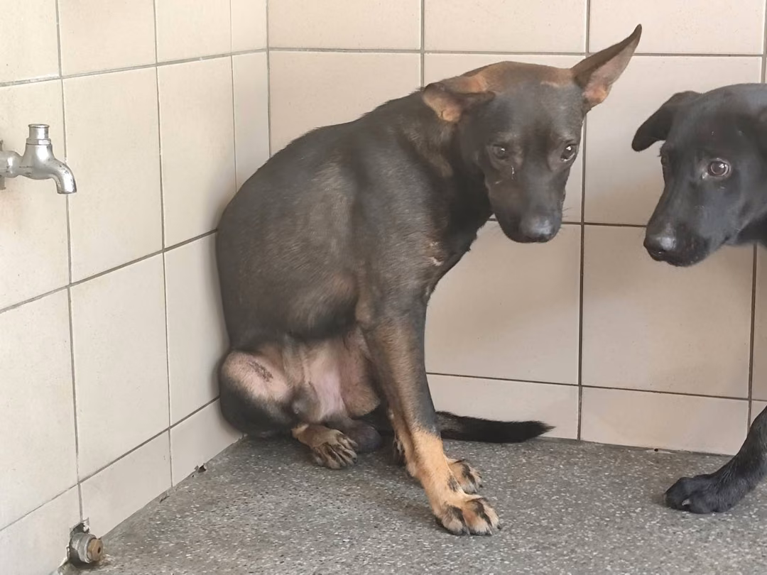 The dog, from the shelter's listing