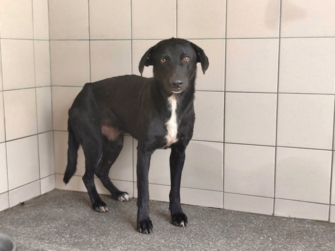 The dog, from the shelter's listing