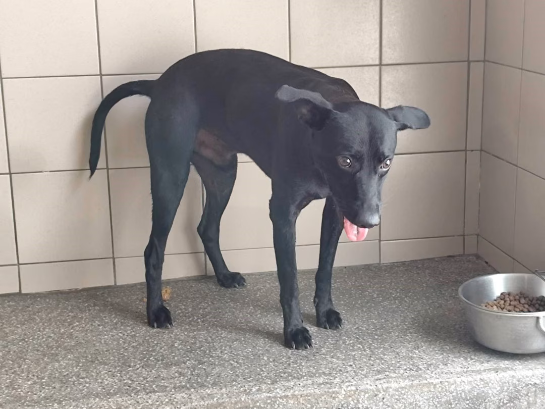 The dog, from the shelter's listing