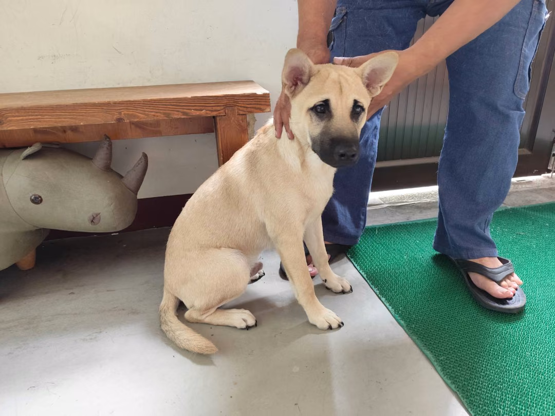 The dog, from the shelter's listing