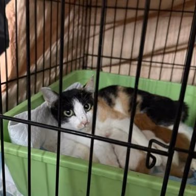The cat, from the shelter's listing