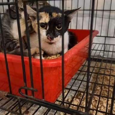 The cat, from the shelter's listing