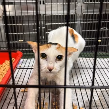 The cat, from the shelter's listing