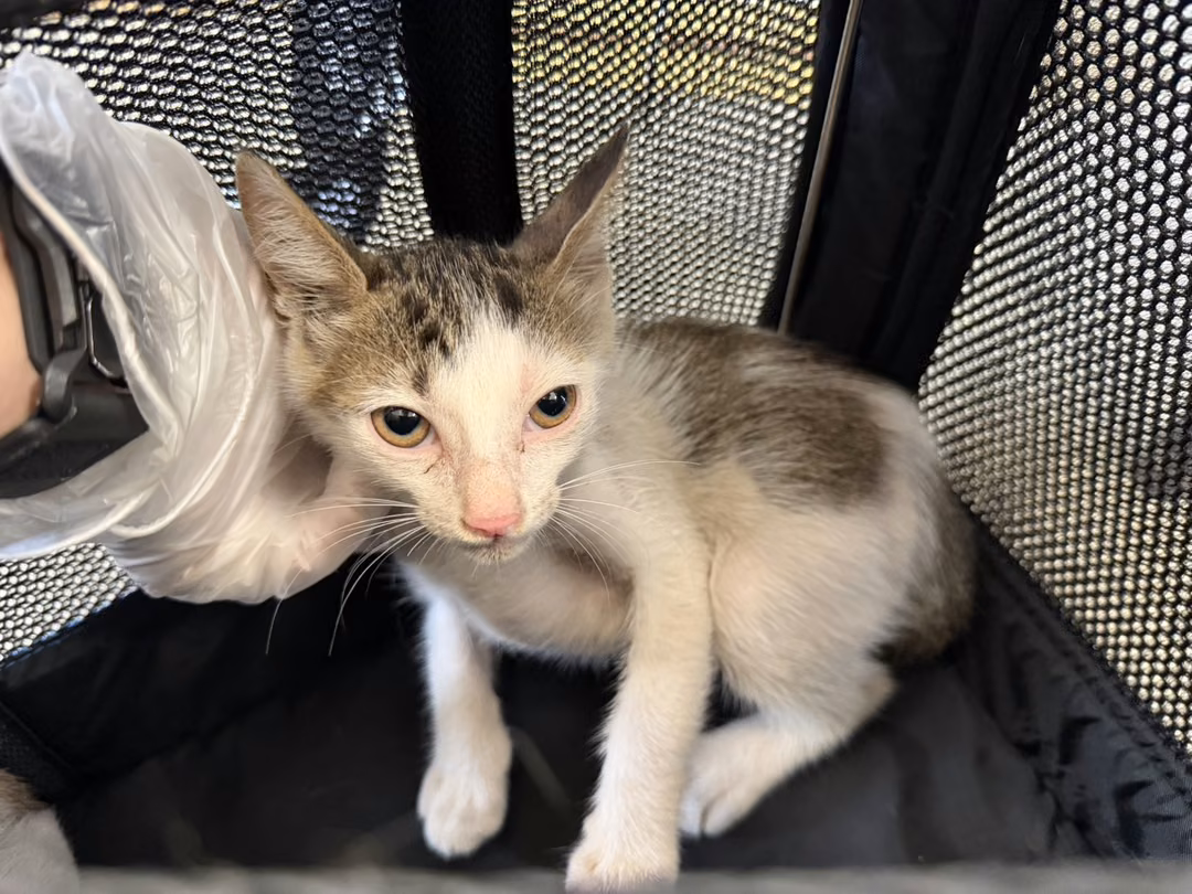 The cat, from the shelter's listing
