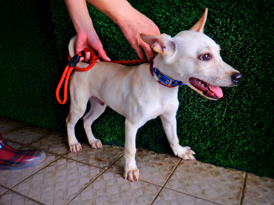 The dog, from the shelter's listing