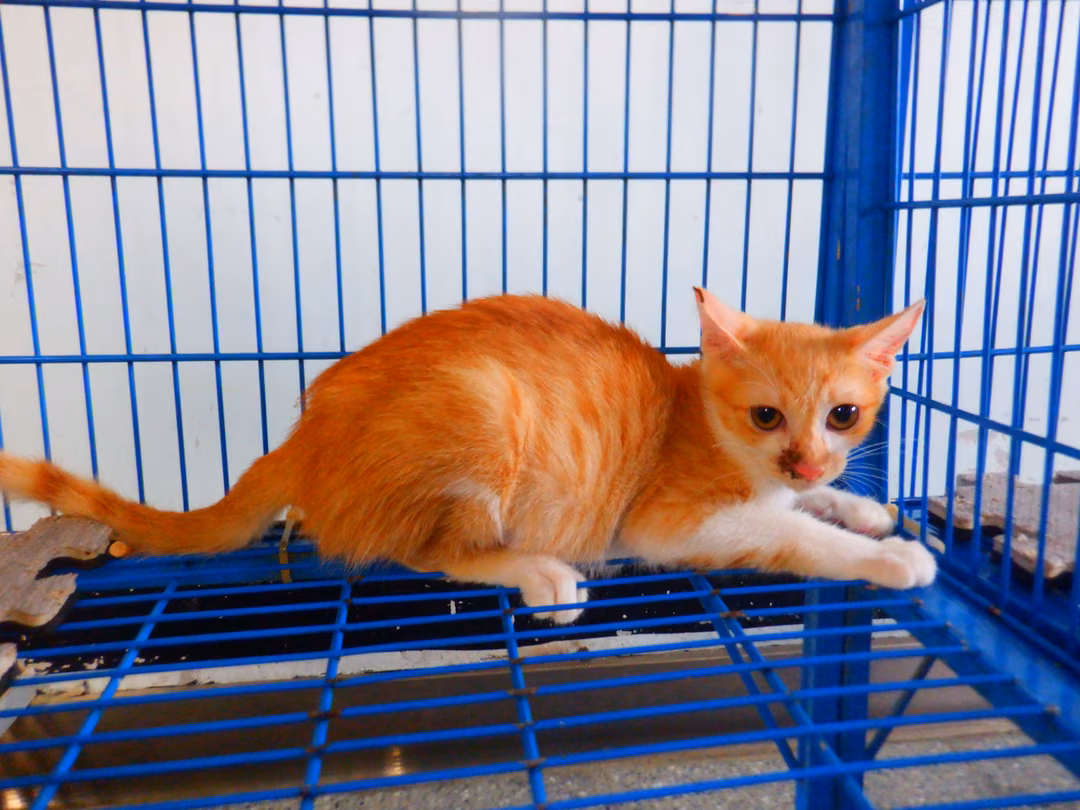 The cat, from the shelter's listing
