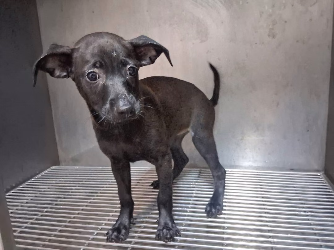 The dog, from the shelter's listing