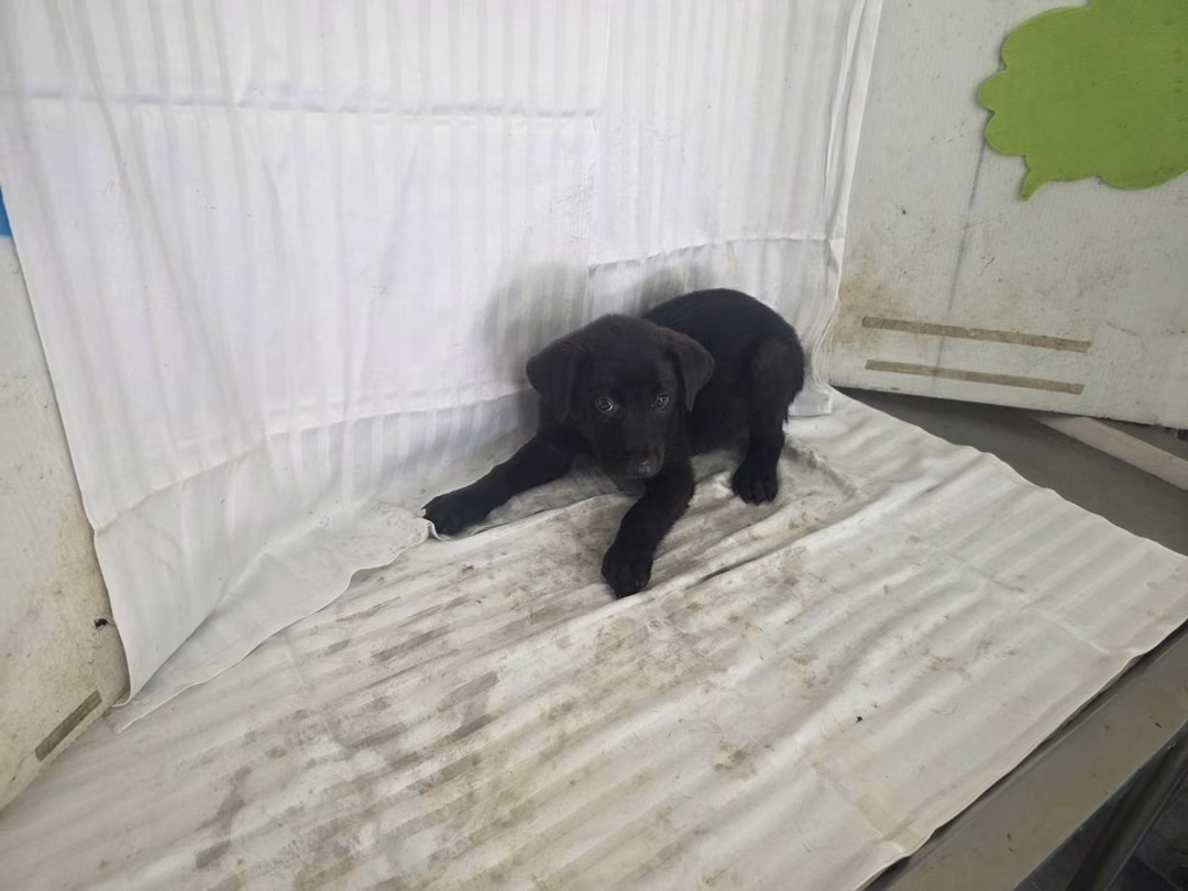 The dog, from the shelter's listing