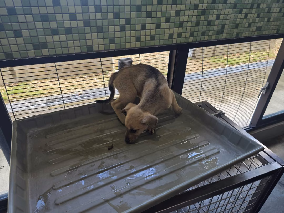 The dog, from the shelter's listing