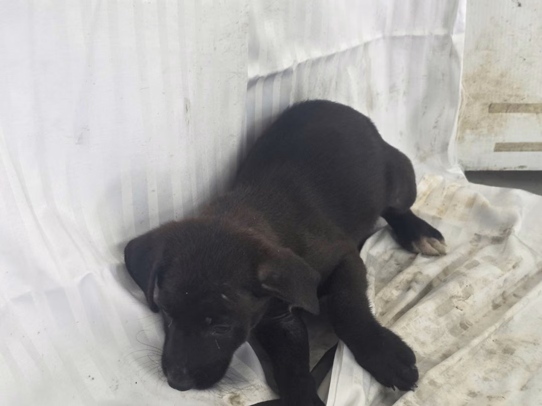 The dog, from the shelter's listing