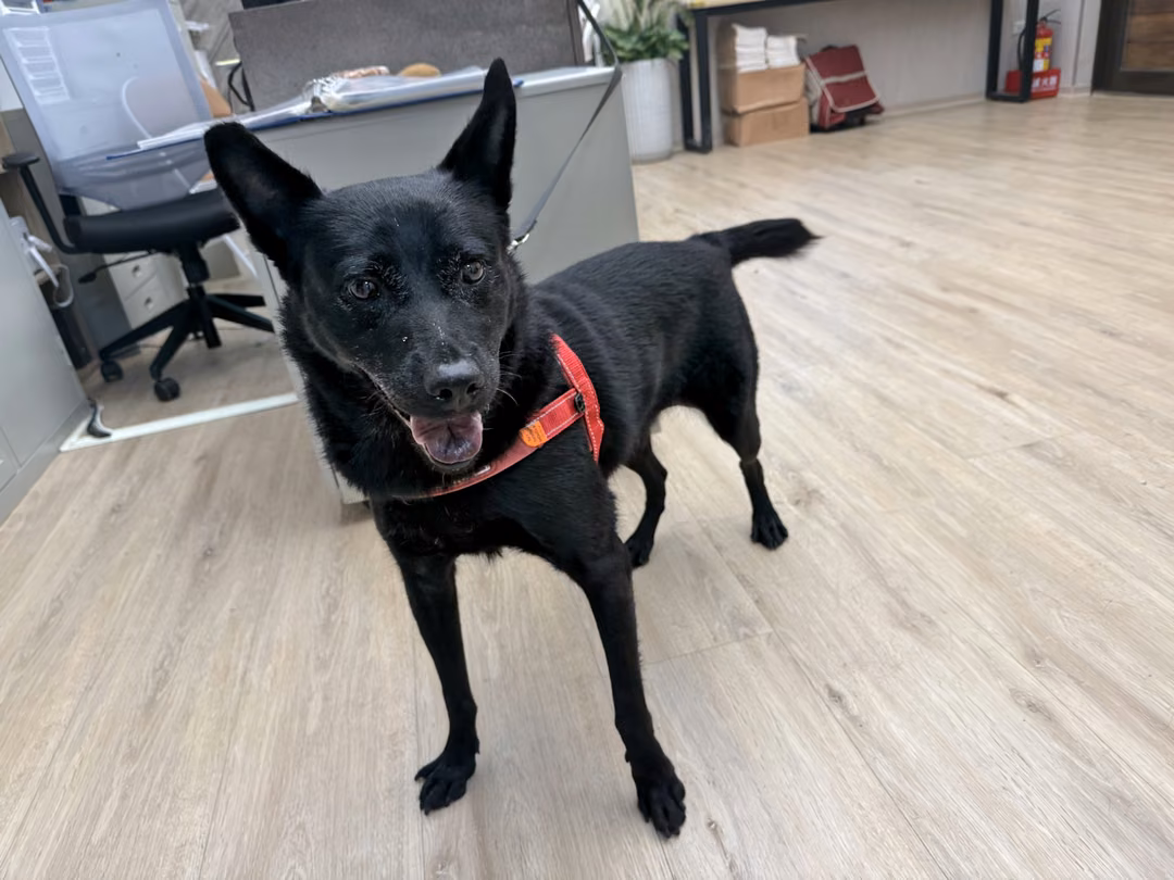 The dog, from the shelter's listing