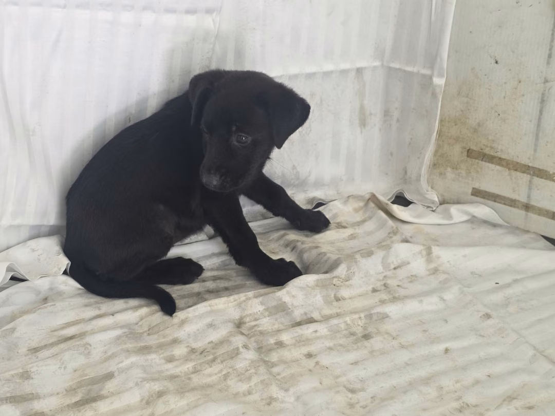 The dog, from the shelter's listing