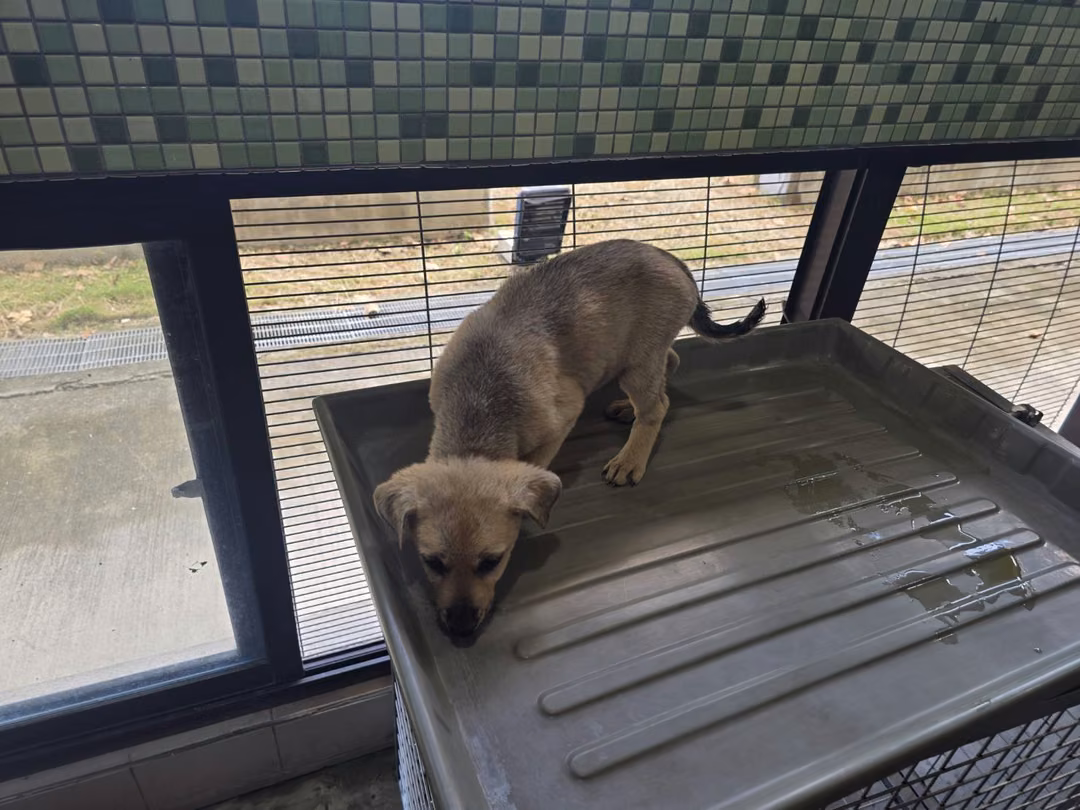 The dog, from the shelter's listing
