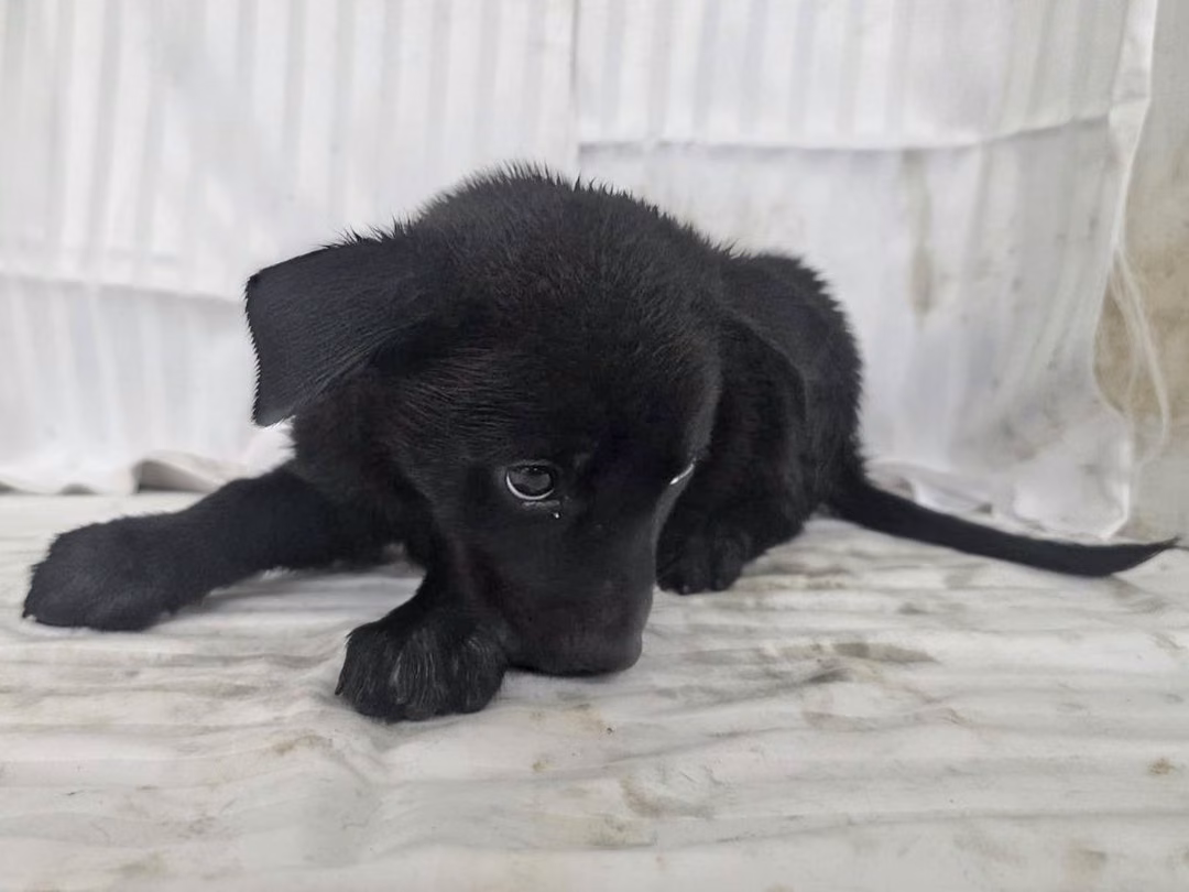 The dog, from the shelter's listing