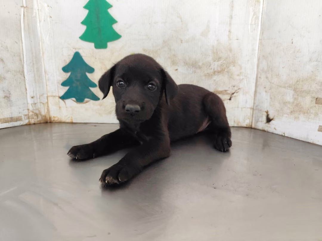 The dog, from the shelter's listing