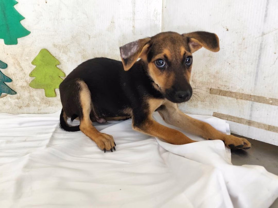 The dog, from the shelter's listing