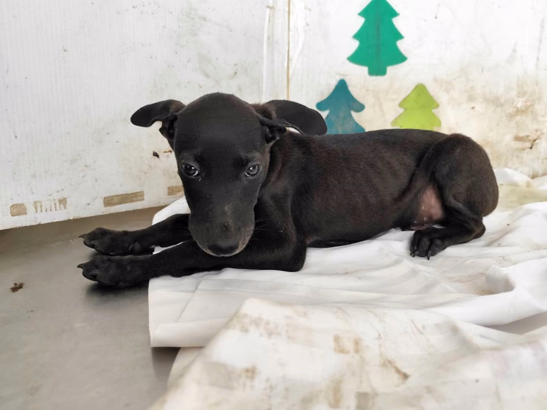 The dog, from the shelter's listing