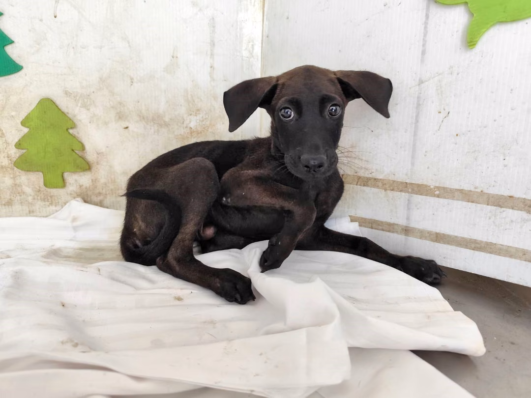 The dog, from the shelter's listing