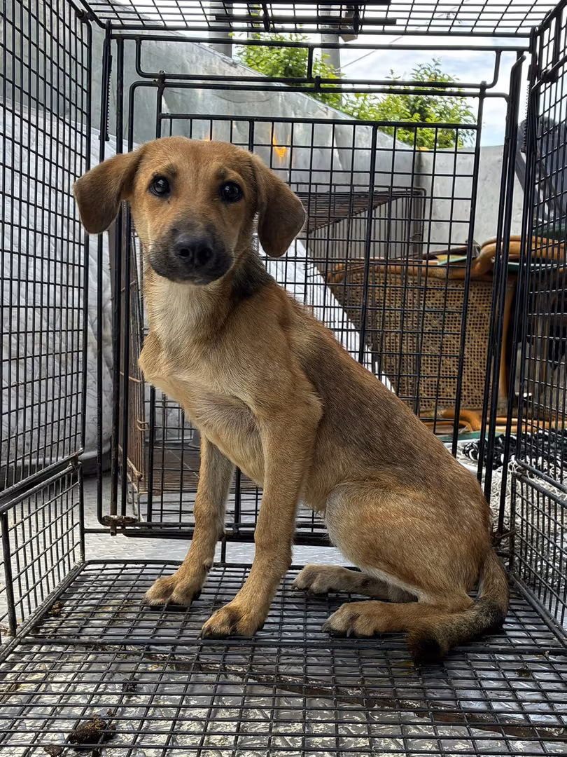 The dog, from the shelter's listing