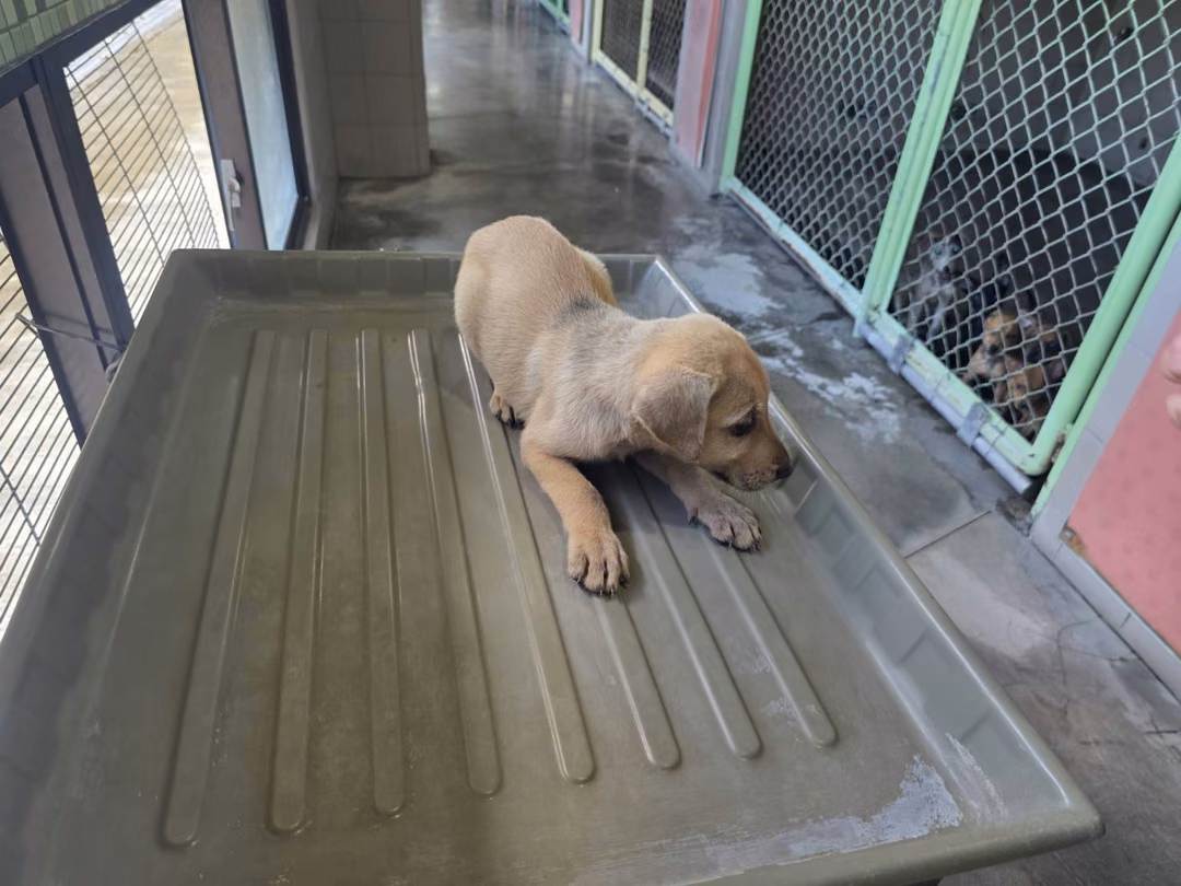 The dog, from the shelter's listing