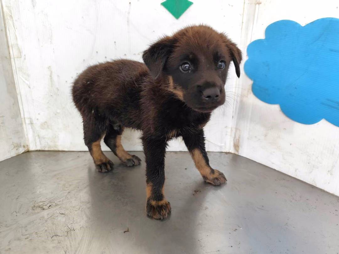 The dog, from the shelter's listing