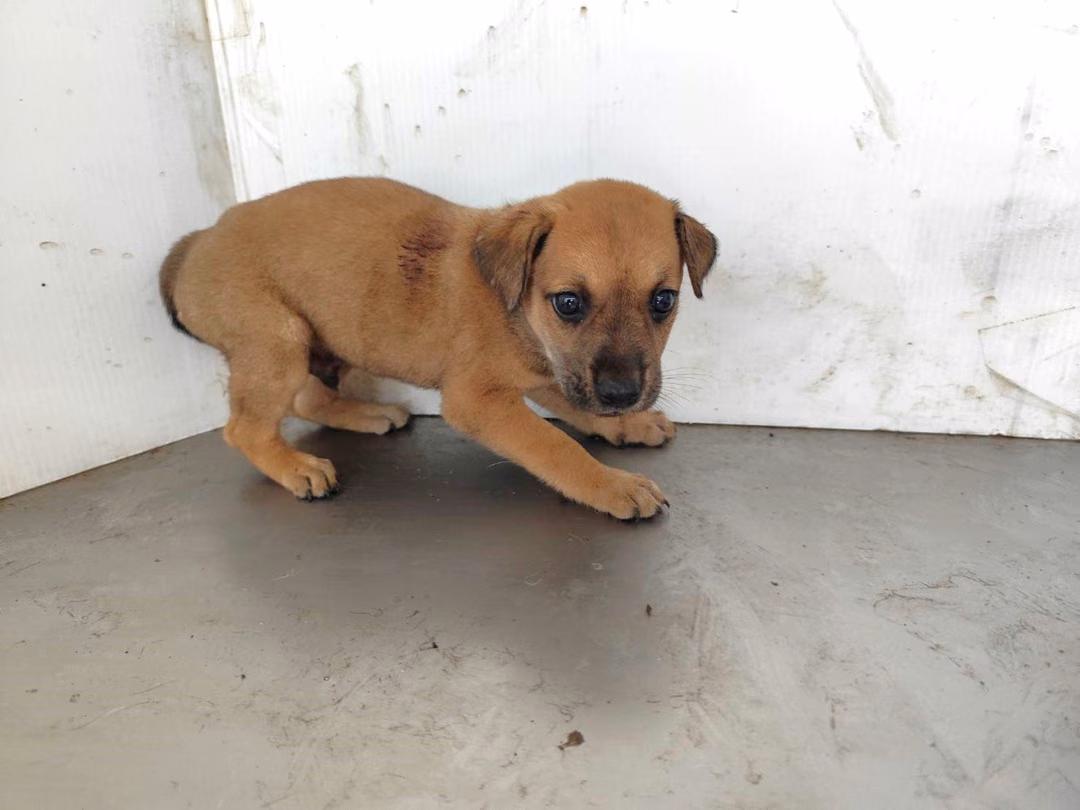 The dog, from the shelter's listing
