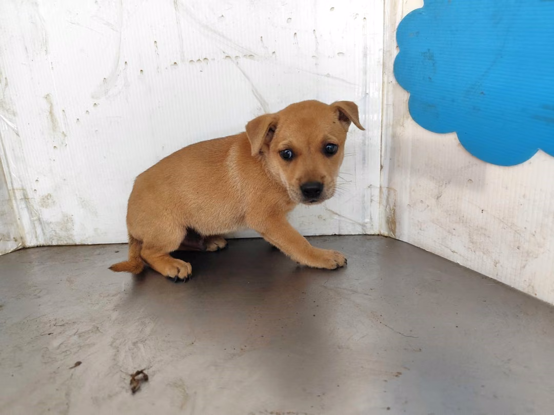 The dog, from the shelter's listing