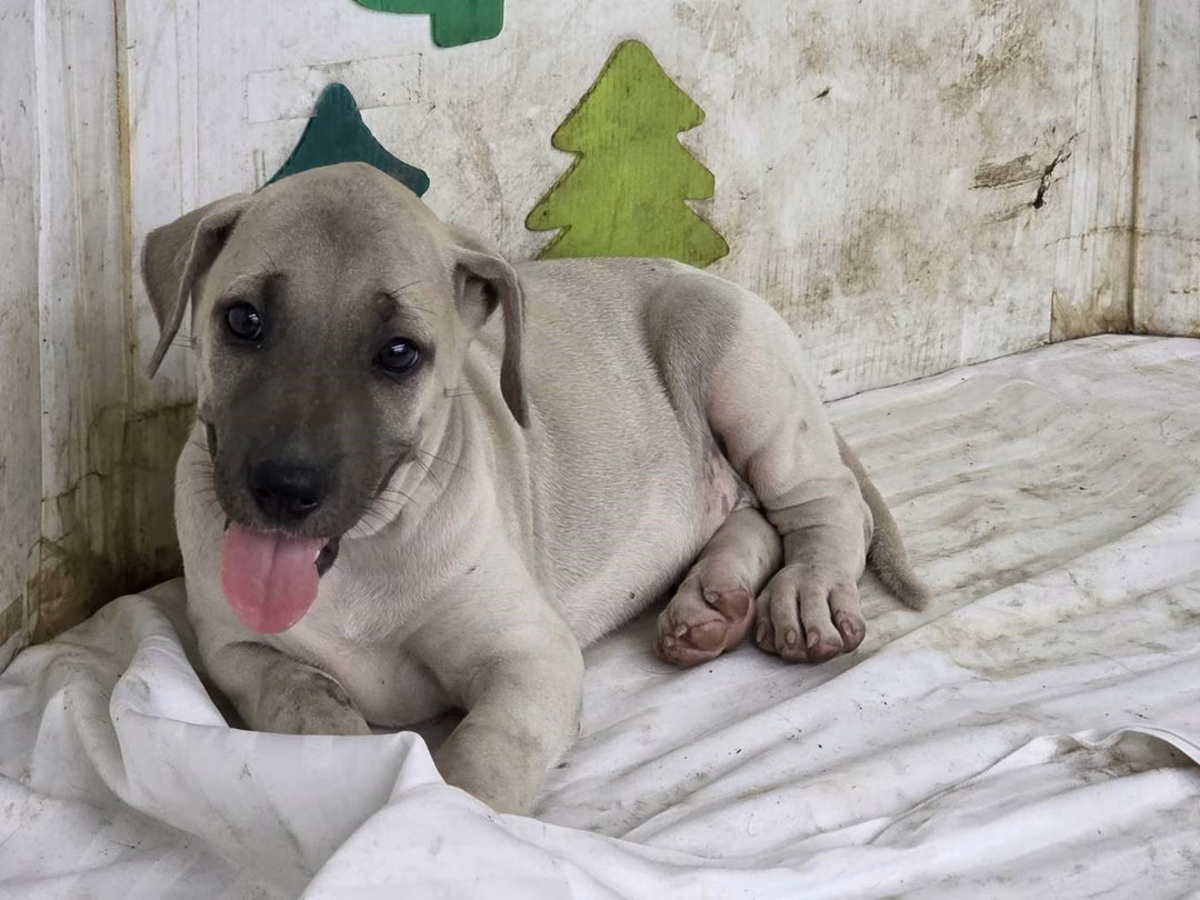 The dog, from the shelter's listing