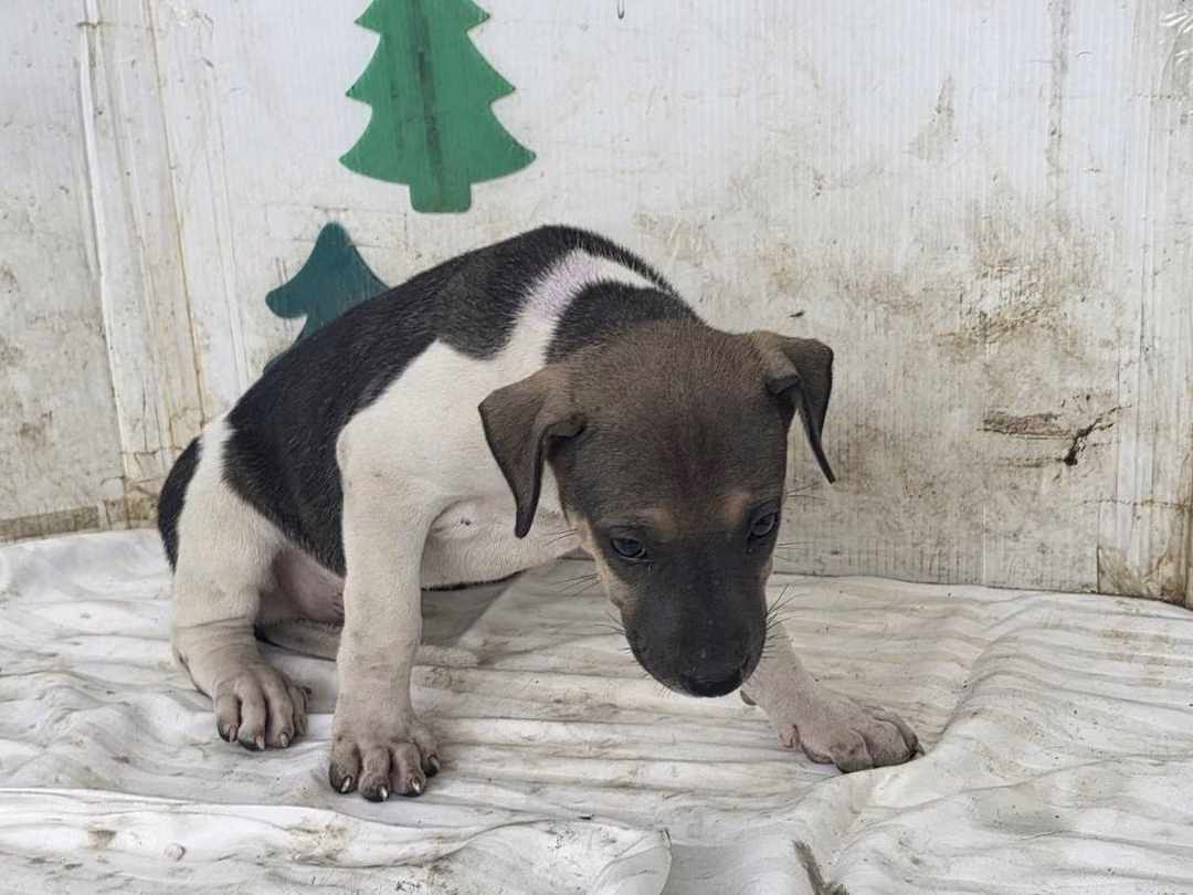The dog, from the shelter's listing