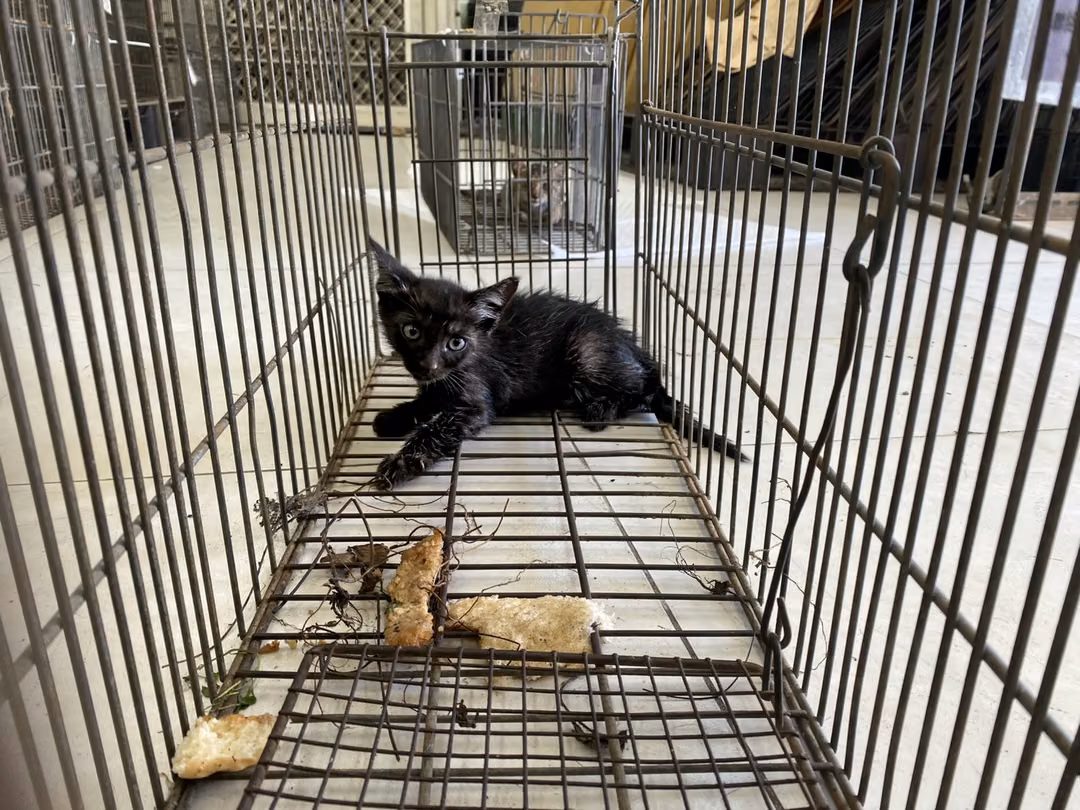 The cat, from the shelter's listing