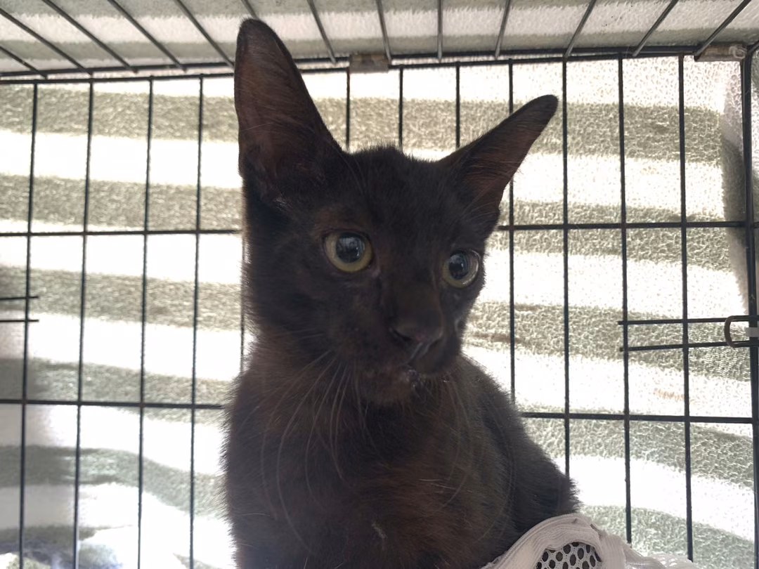 The cat, from the shelter's listing