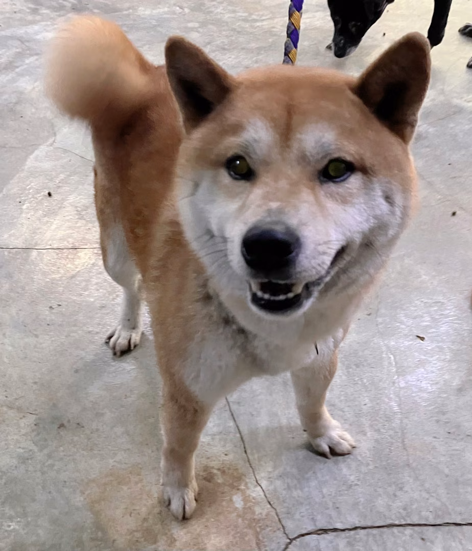 The dog, from the shelter's listing