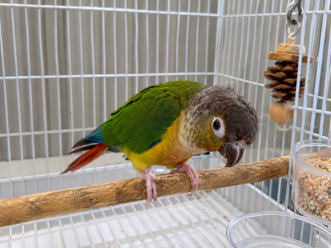 The bird, from the shelter's listing