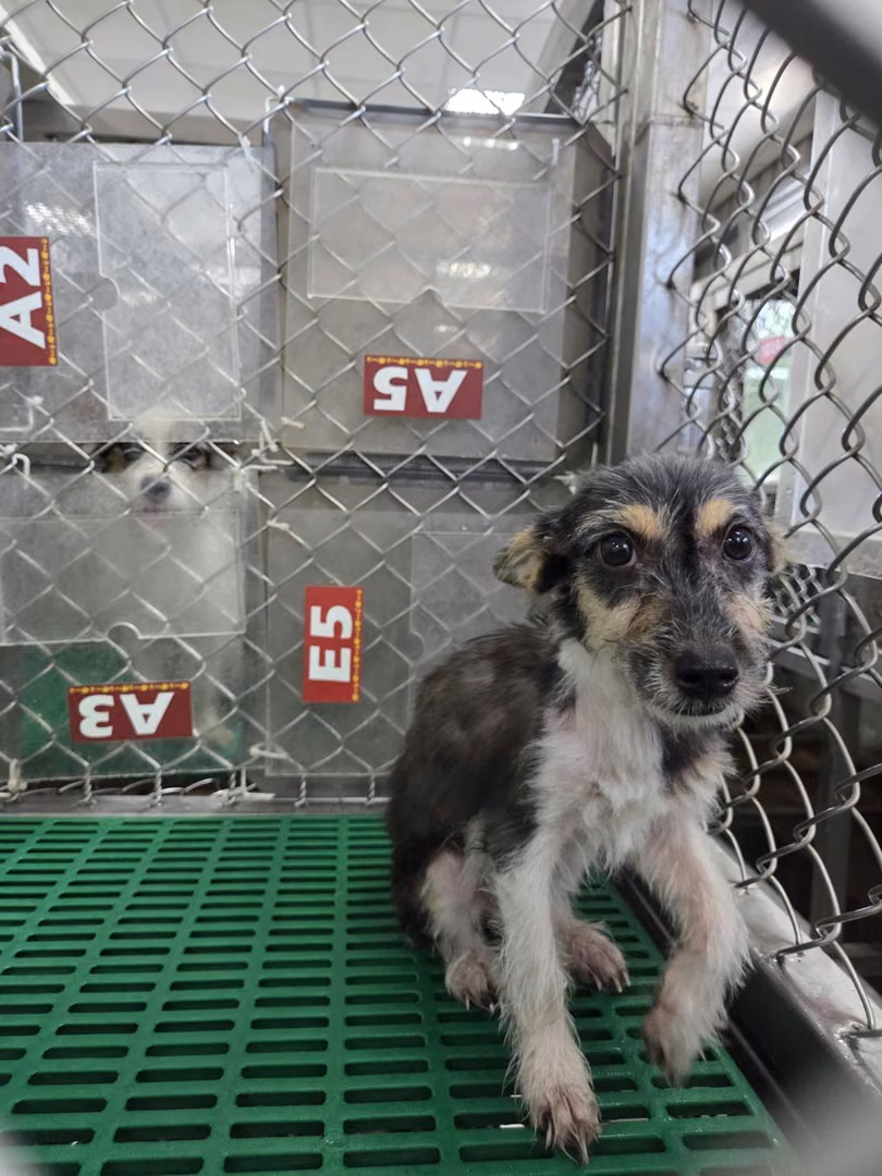 The dog, from the shelter's listing