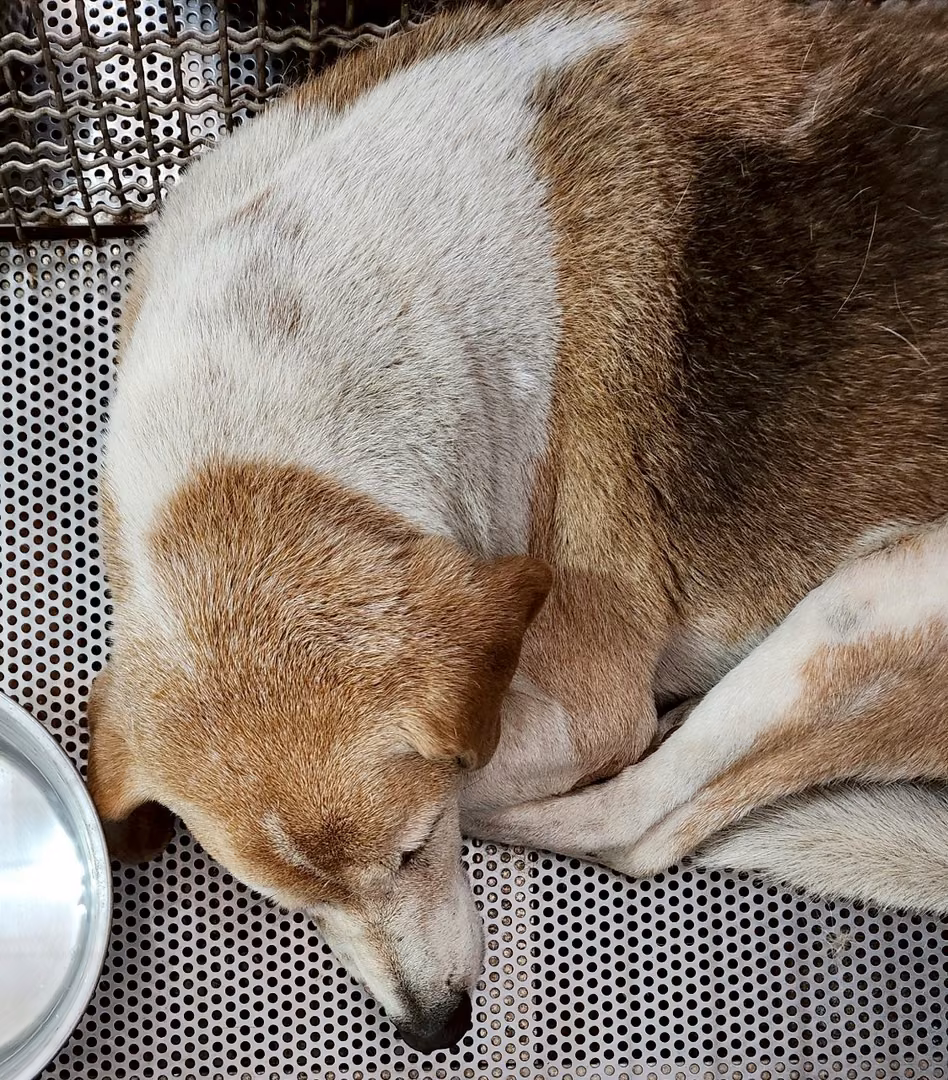 The dog, from the shelter's listing