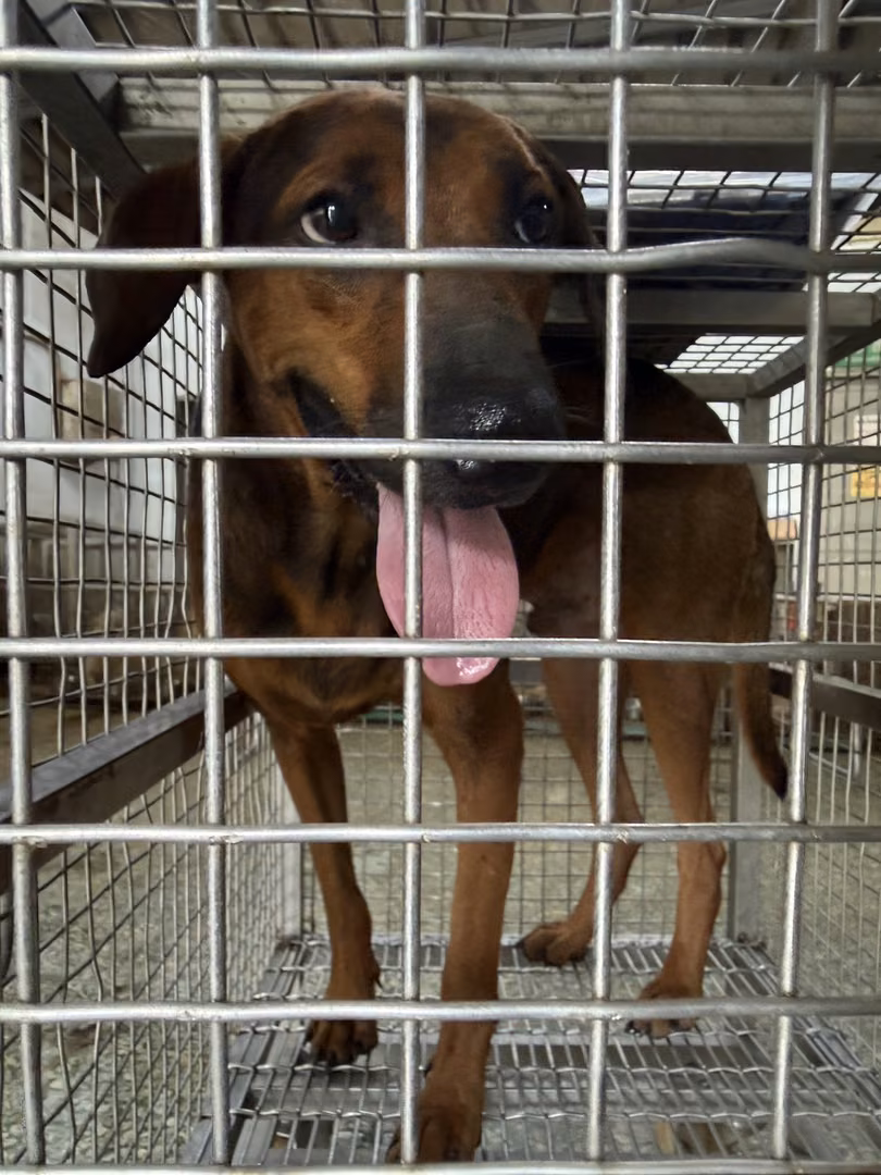 The dog, from the shelter's listing