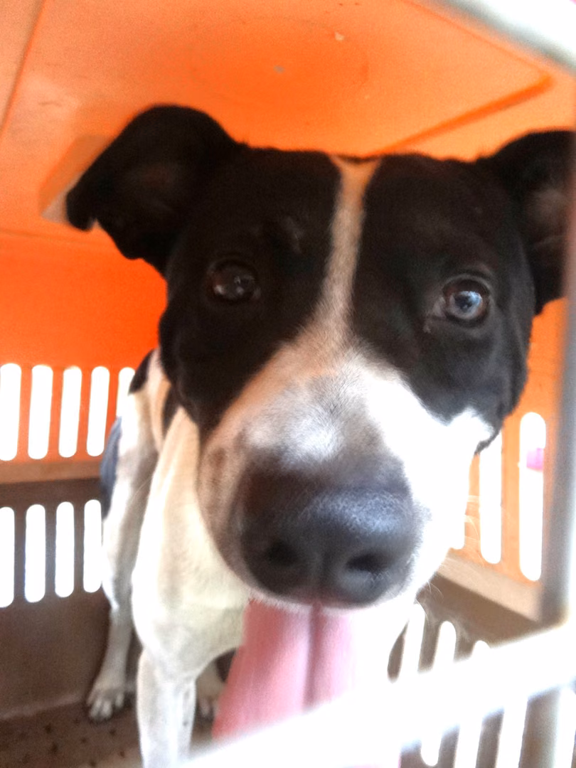 The dog, from the shelter's listing