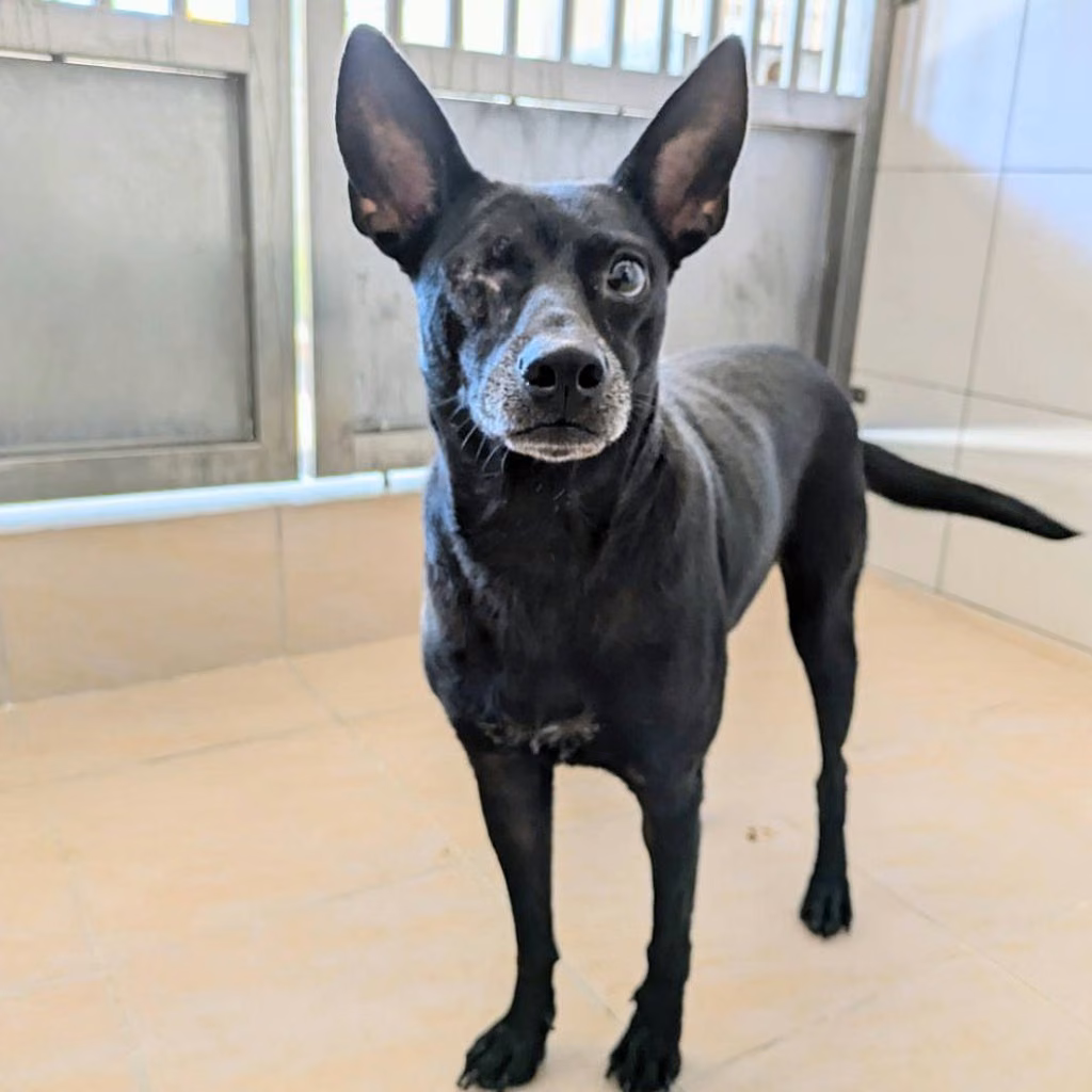 The dog, from the shelter's listing