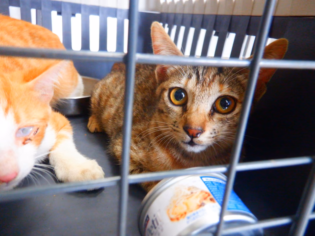 The cat, from the shelter's listing