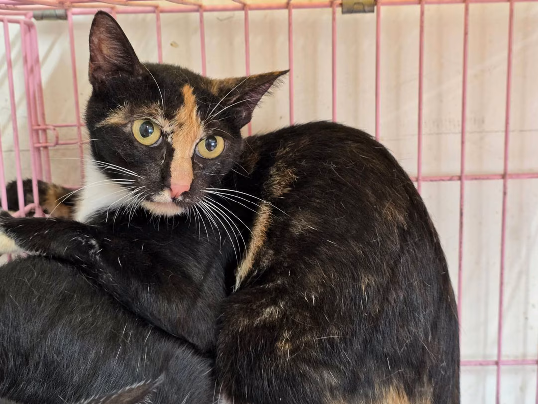 The cat, from the shelter's listing