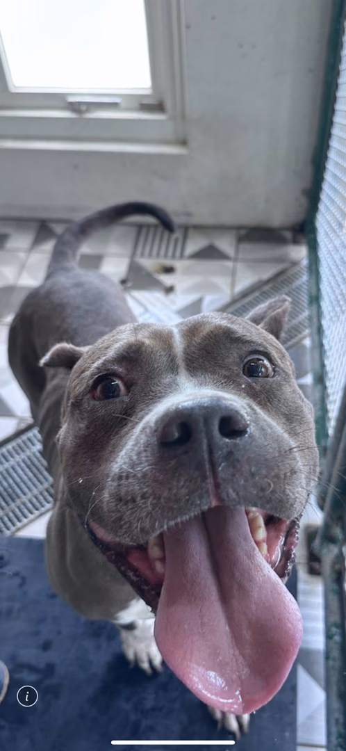 The dog, from the shelter's listing