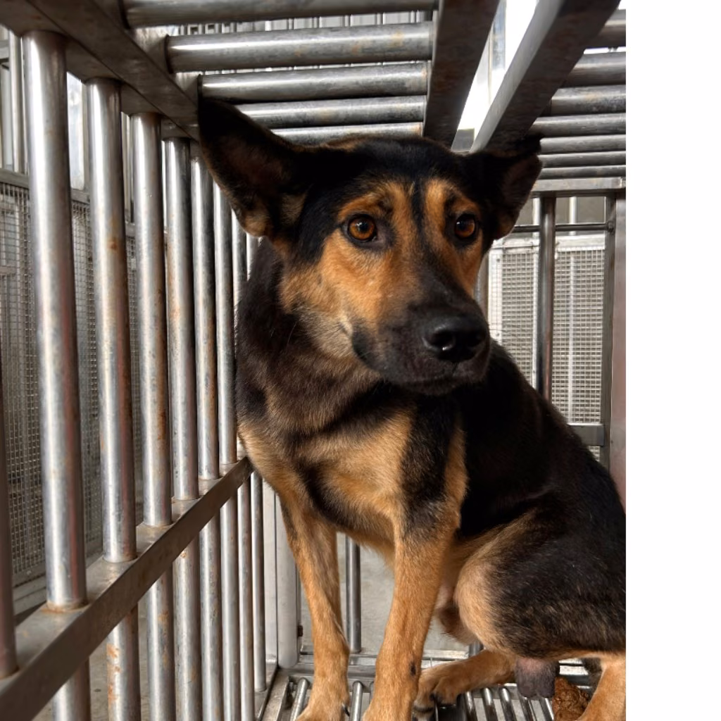 The dog, from the shelter's listing