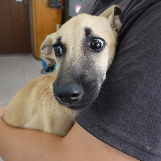 The dog, from the shelter's listing