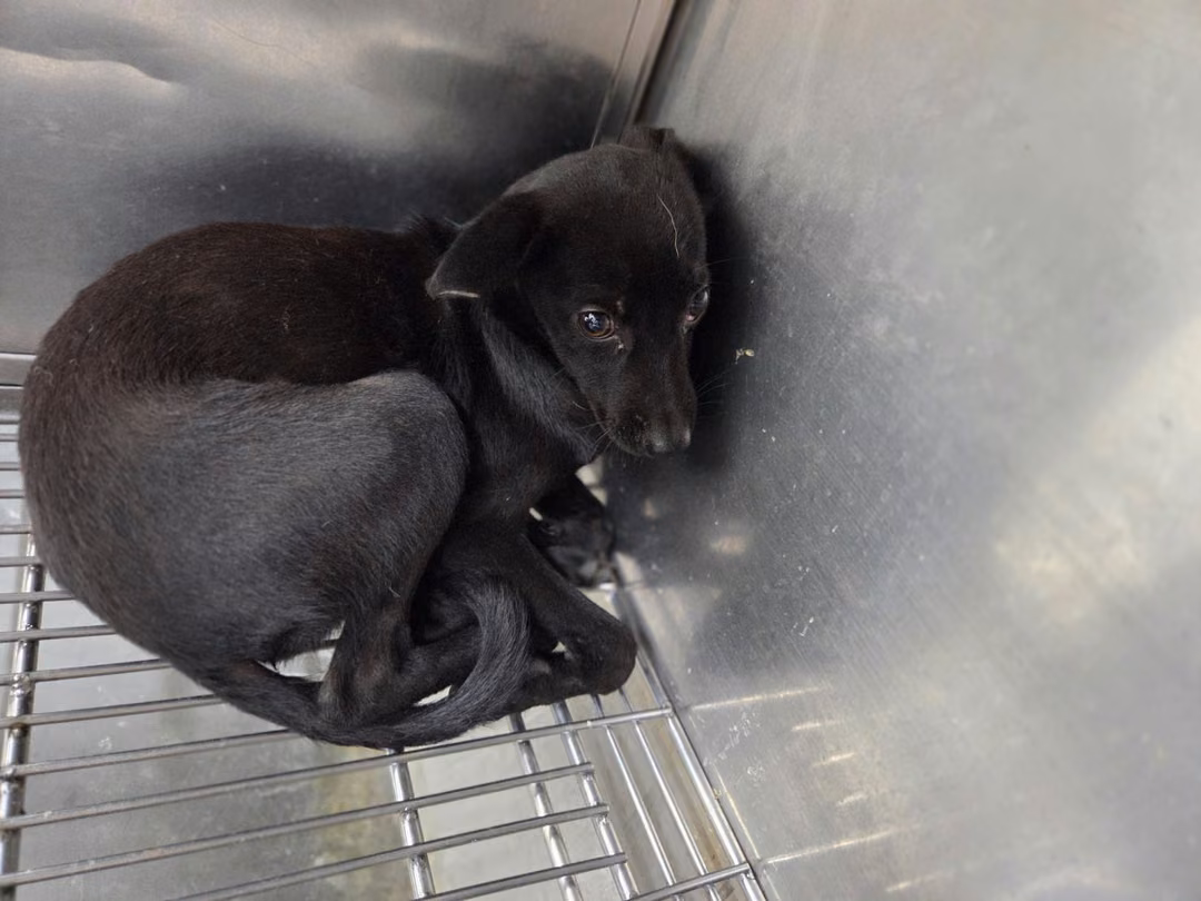 The dog, from the shelter's listing
