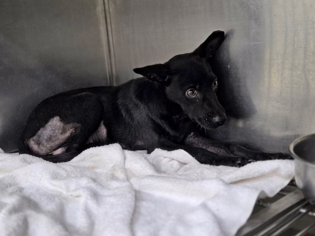 The dog, from the shelter's listing