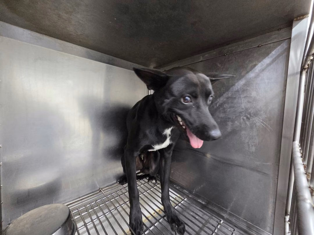 The dog, from the shelter's listing